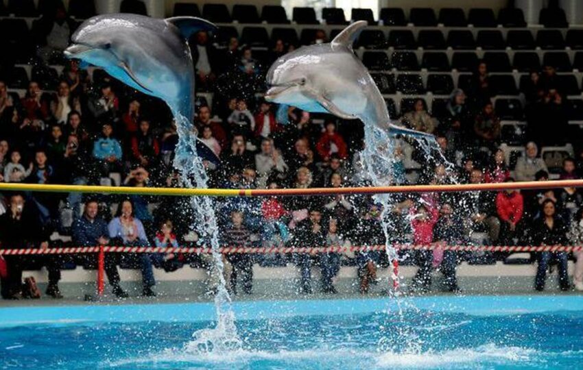 İstanbul Dolphinarium Tour