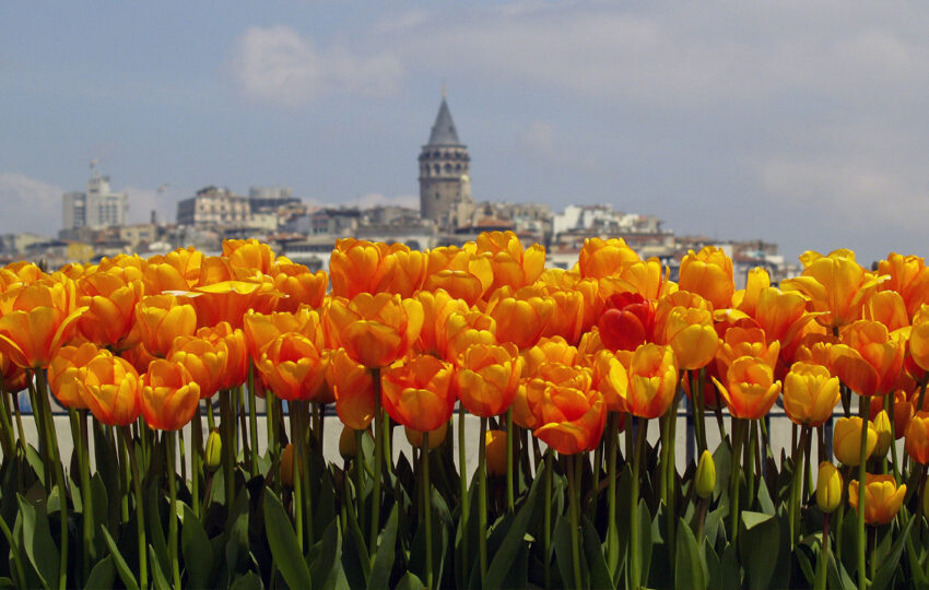 Daily Istanbul Tulip Festival Tour